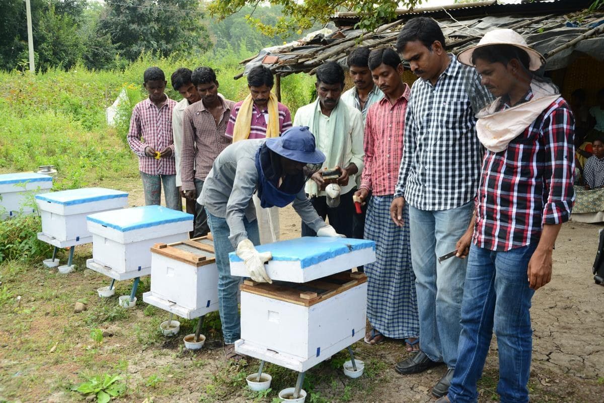 Trainees reviewing hive placement and colony access in field conditions.