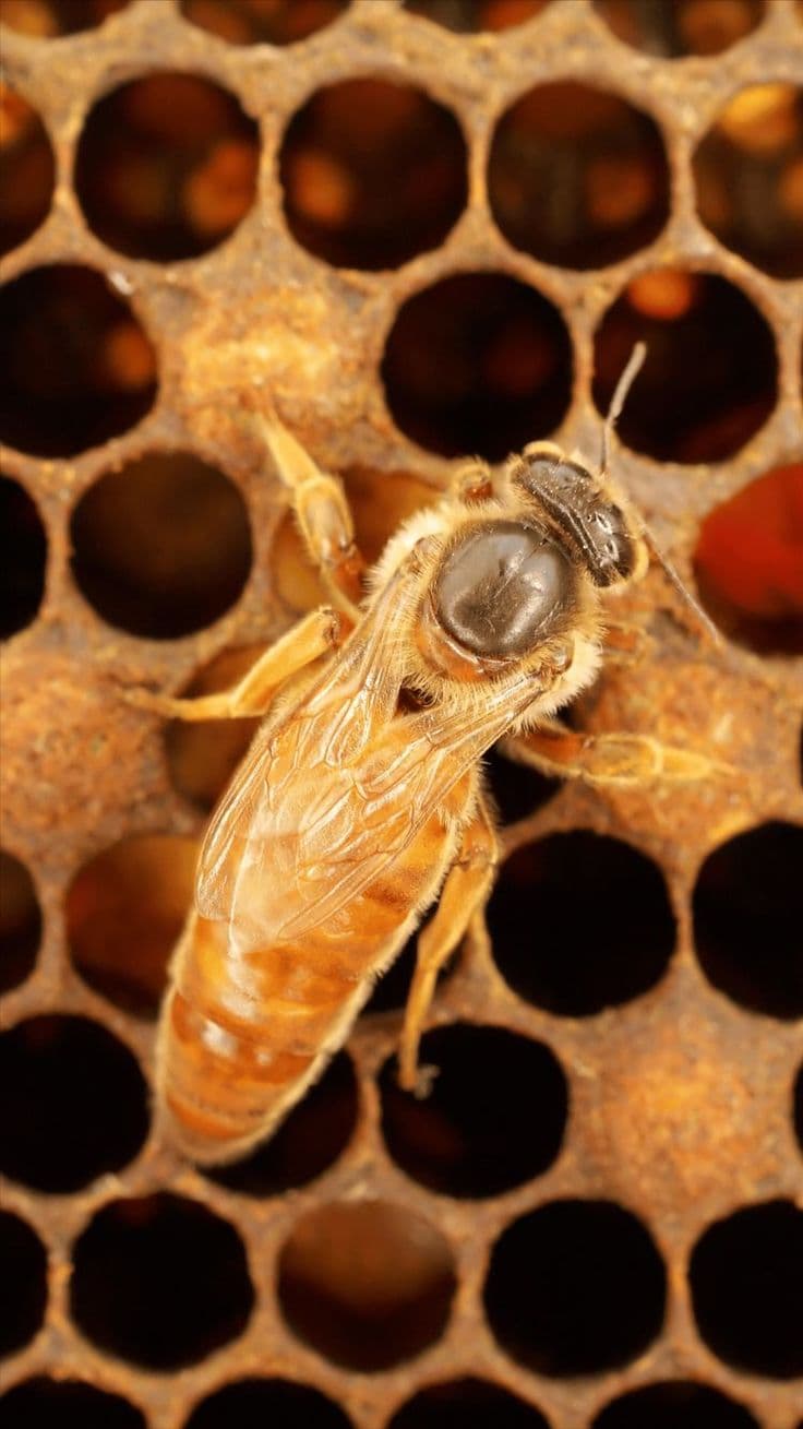 Queen bee support for colony strength