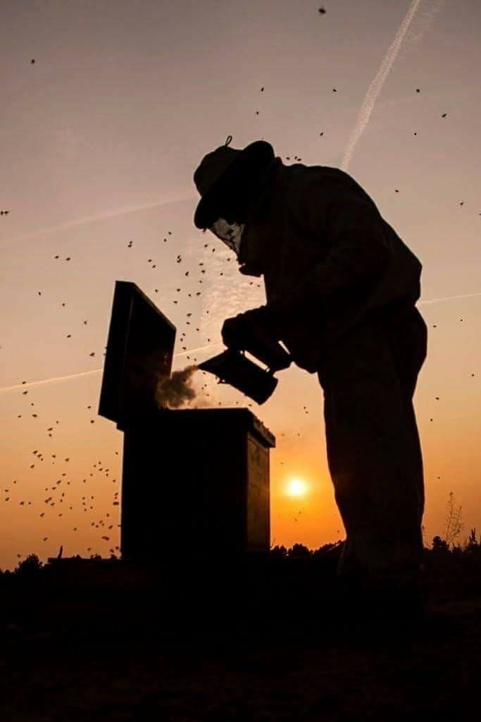 Field beekeeping session