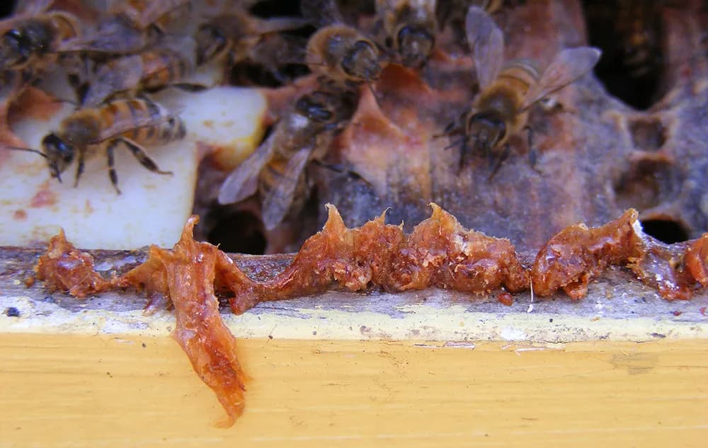 Bee propolis product collection and handling
