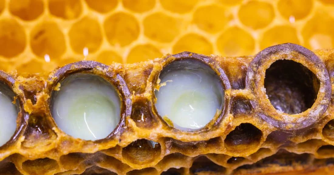 Royal jelly collection and queen cell handling