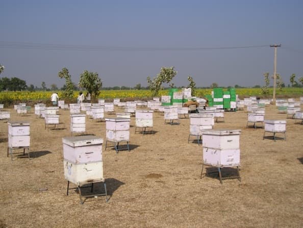 Training participants during apiary practice.
