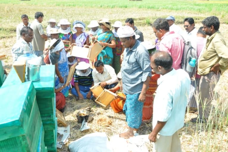 Beekeepers inspecting a frame during training.