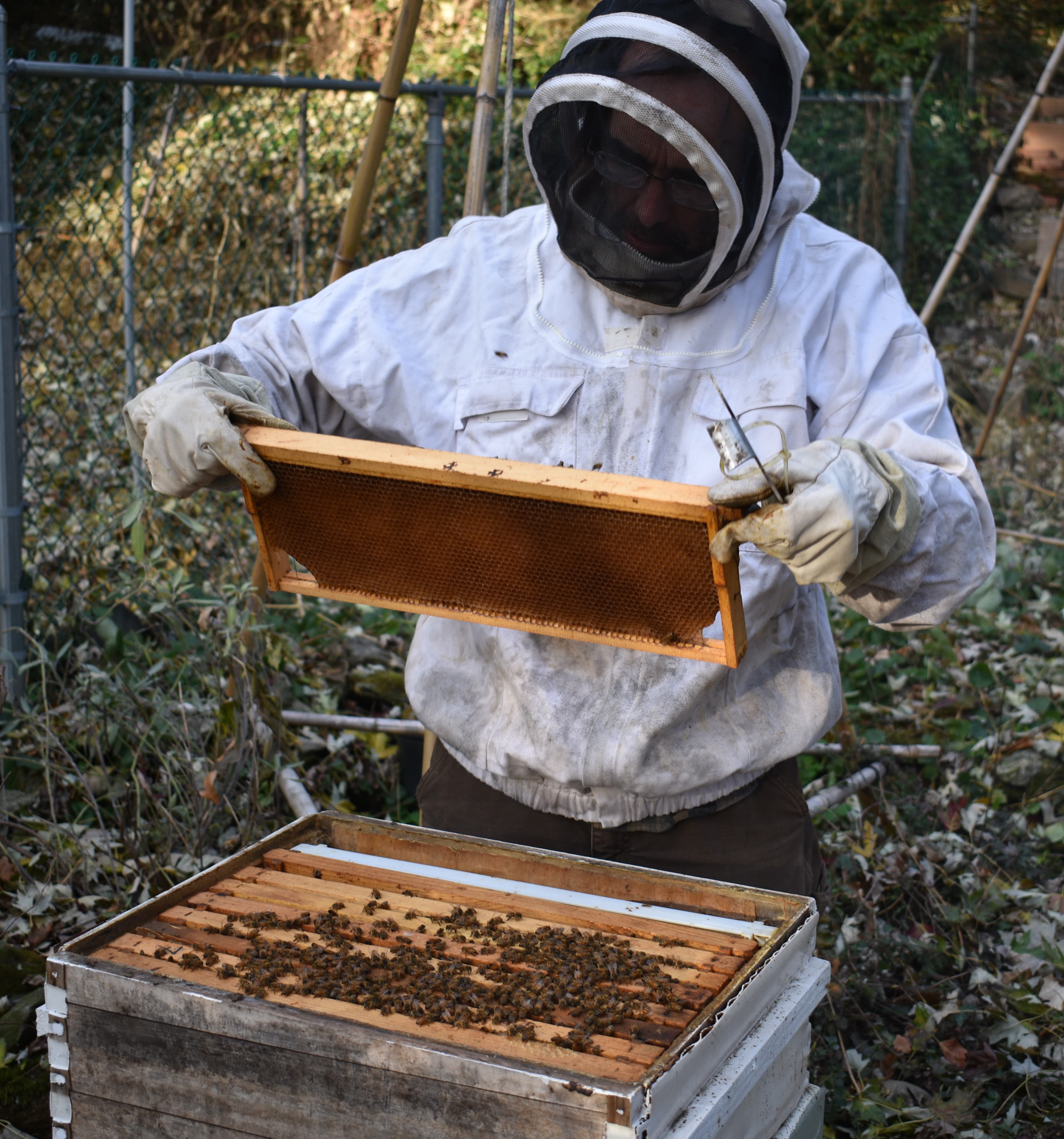 Beekeeper holding a hive frame