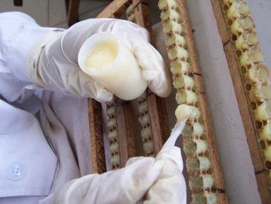 Varroa and Colony Health: A Monthly Monitoring Calendar for Apiaries